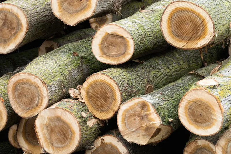 Close-up view of cut hardwood logs stacked together, featuring visible moss